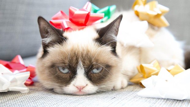 Awesome Grumpy Cat Wallpapers HD.