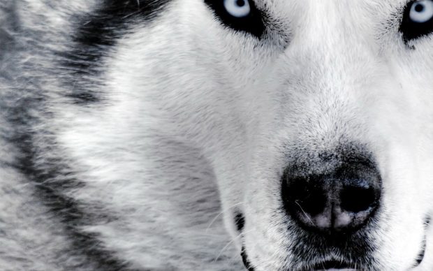 Awesome Husky Wallpaper HD.