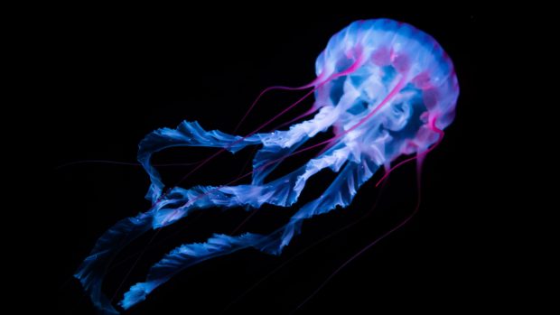 Awesome Jellyfish Wallpaper HD.