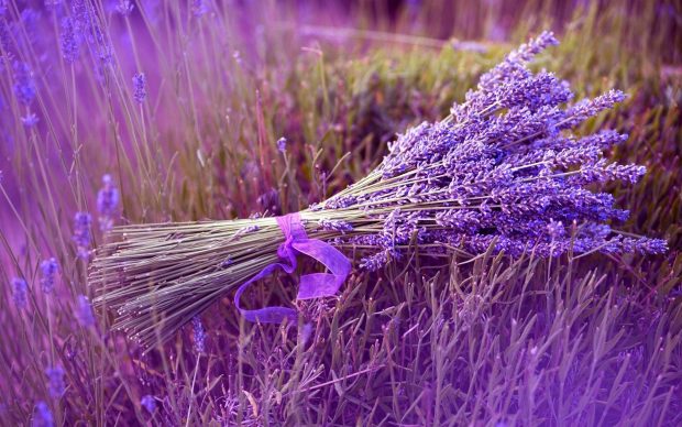 Awesome Lavender Wallpaper HD.