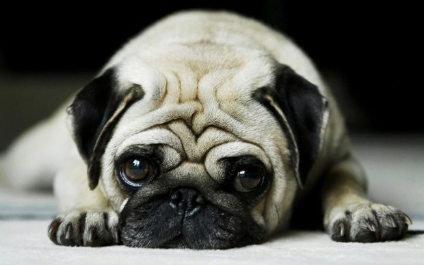 Awesome Pug Wallpaper HD.