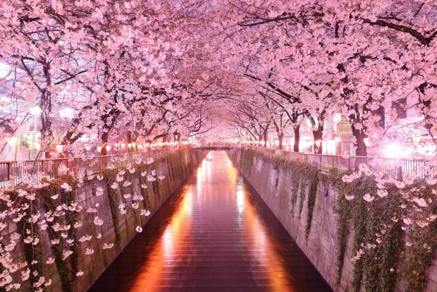 Awesome Sakura Background.