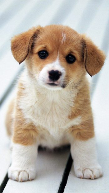 Baby Corgi Wallpaper HD.