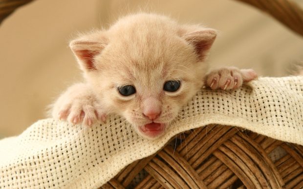 Baby Kitten Wallpaper HD.
