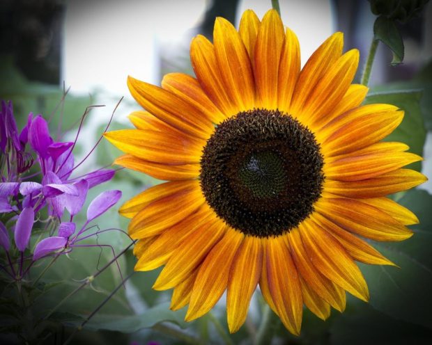 Background Cute Sunflower.