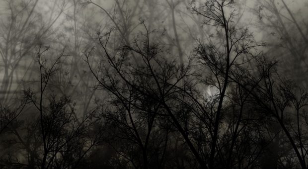 Background Dark Forest.