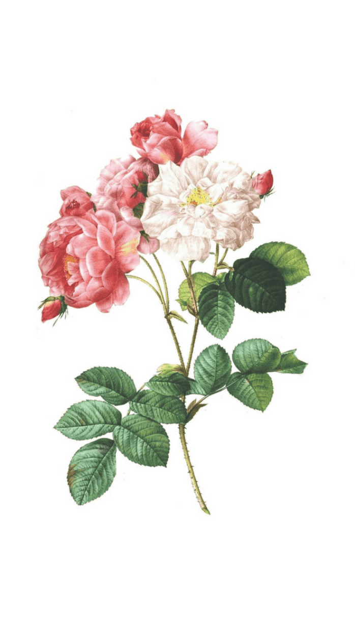 Floral Hd Backgrounds Pixelstalk