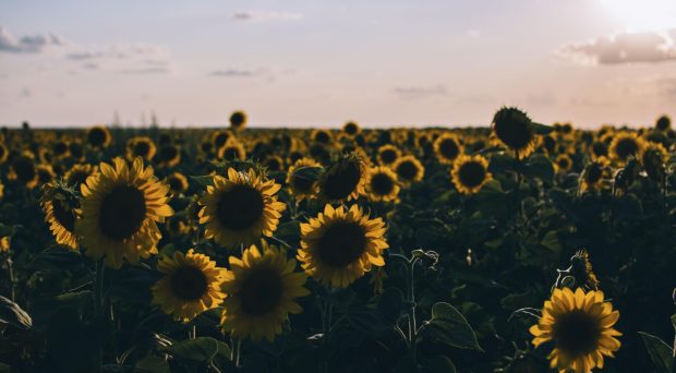 Backgrounds Aesthetic Sunflower.