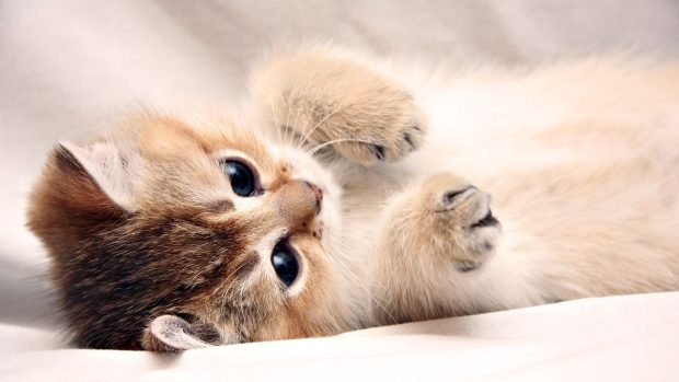 Backgrounds Cute Cat HD Free download.