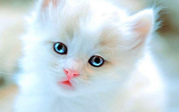 Backgrounds Cute Kitten.