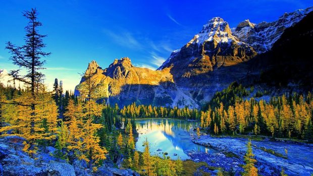Backgrounds Nature.