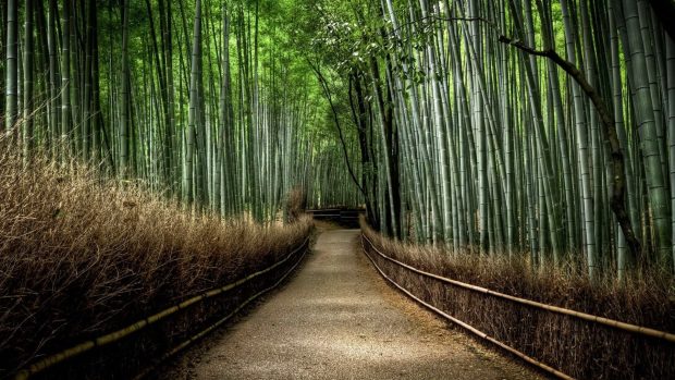 Bamboo Japan Wallpaper HD.