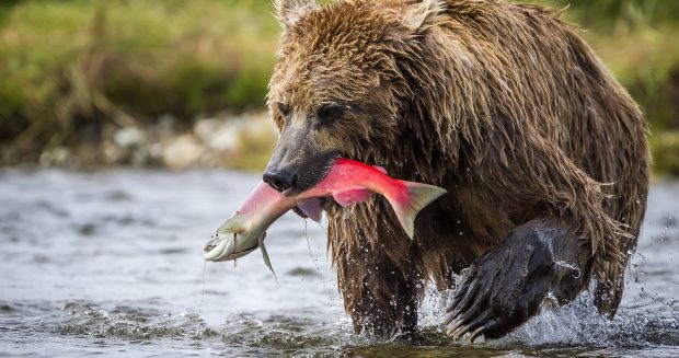 Bear Catch Fish Wallpaper HD.