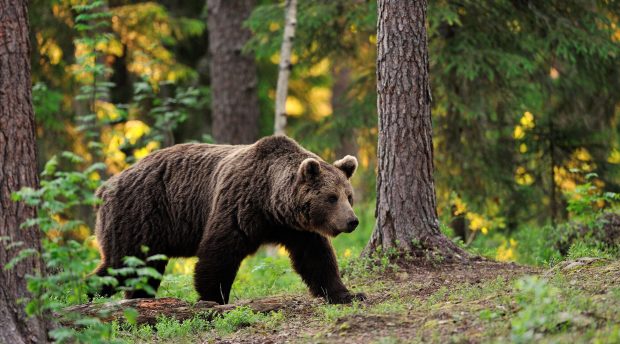 Bear HD Wallpaper Computer.