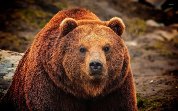 Bear HD Wallpaper Free download.