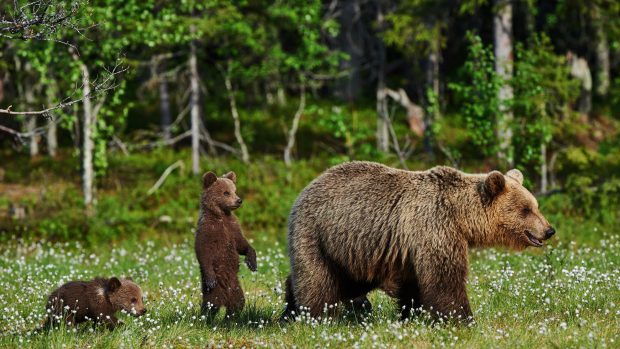 Bear Pictures Free Download.