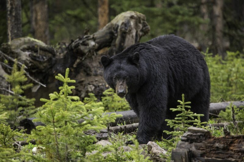 Bear Wallpapers HD - PixelsTalk