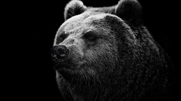 Bear Wallpaper Free Download.