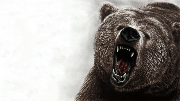 Bear Wallpaper HD Free download.