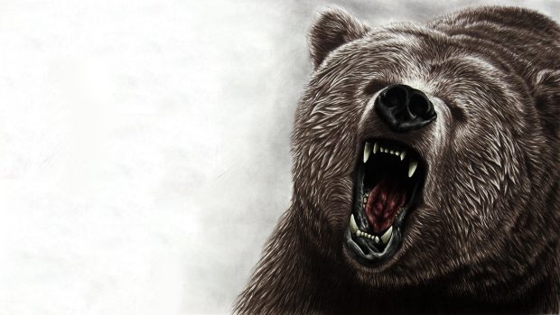 Bear Wallpaper HD Free download.