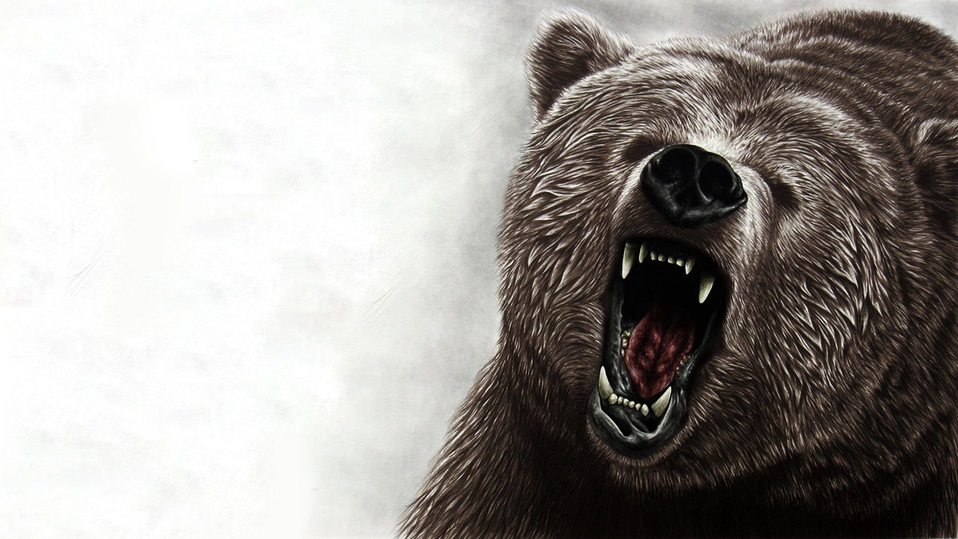 Grizzly Bear Wallpaper 59 pictures