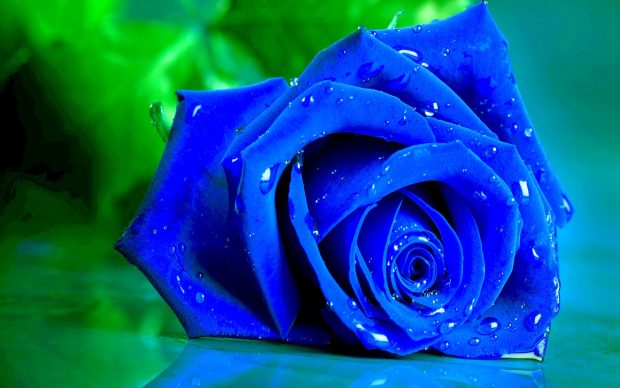 Beautiful 4K Rose Background Blue.