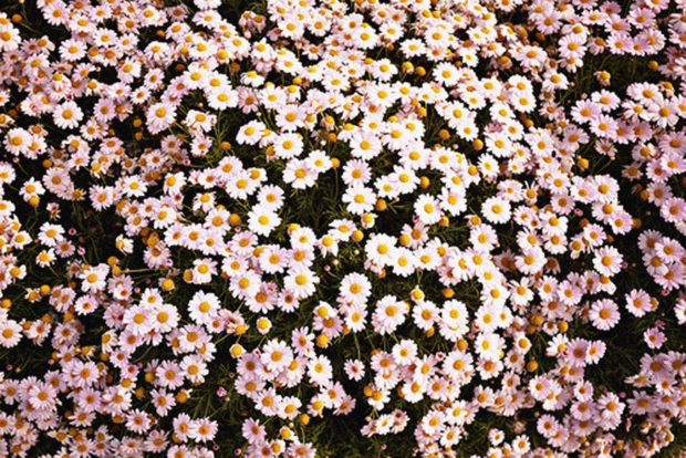 Beautiful Aesthetic Flower Wallpaper.