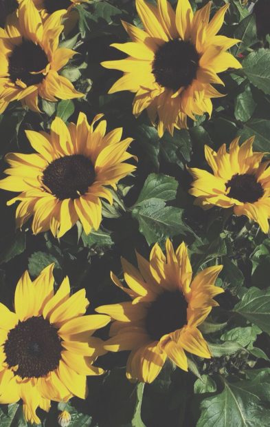 Beautiful Aesthetic Sunflower Wallpaper.