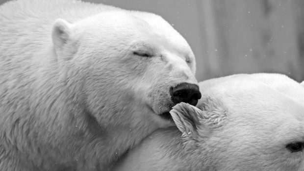 Beautiful Bear Wallpaper HD.