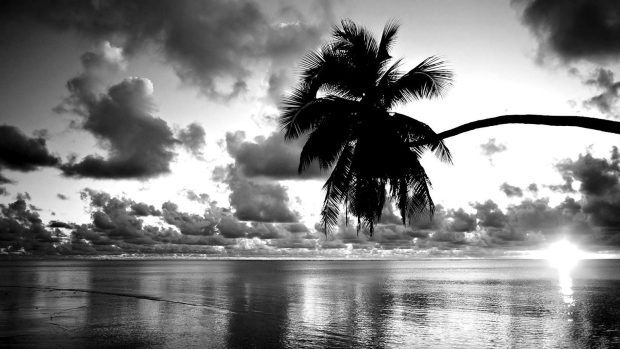 Beautiful Black And White Aesthetic Background Coconut Tree.