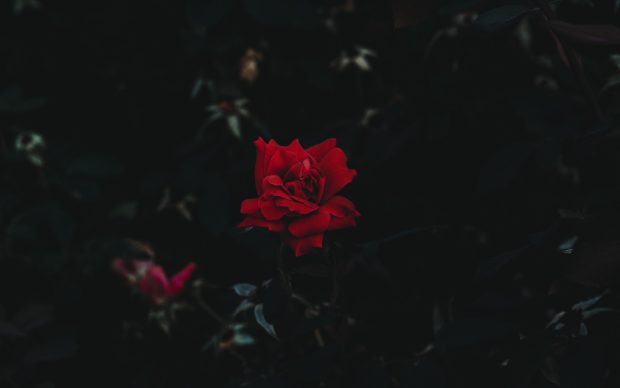 Beautiful Black Rose Wallpaper HD.