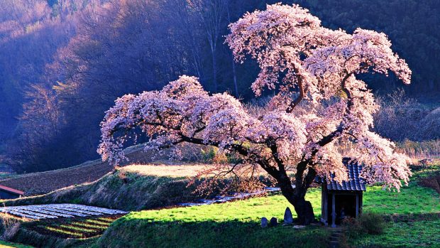 Beautiful Cherry Blossom Background.