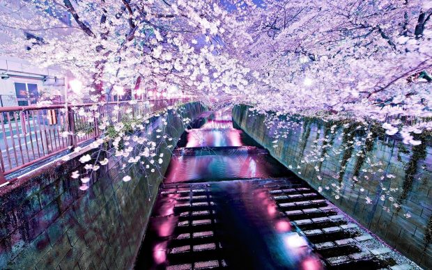 Beautiful Cherry Blossom Wallpaper HD.
