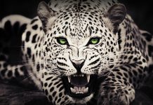 Beautiful Cool Animal Wallpaper HD.