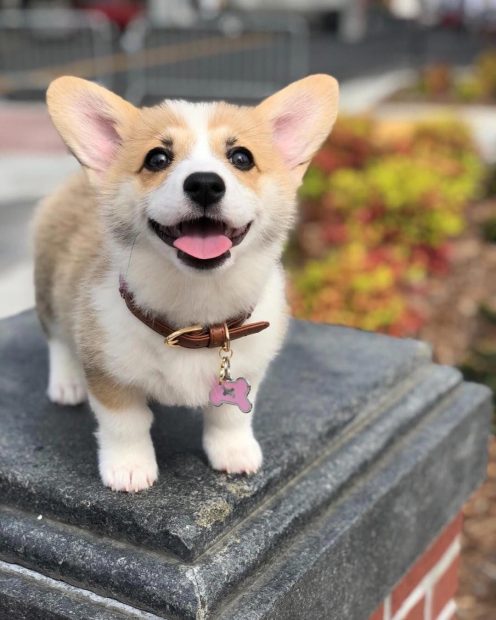 Beautiful Corgi Background.