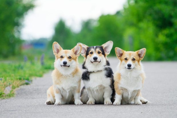 Beautiful Corgi Wallpaper HD.