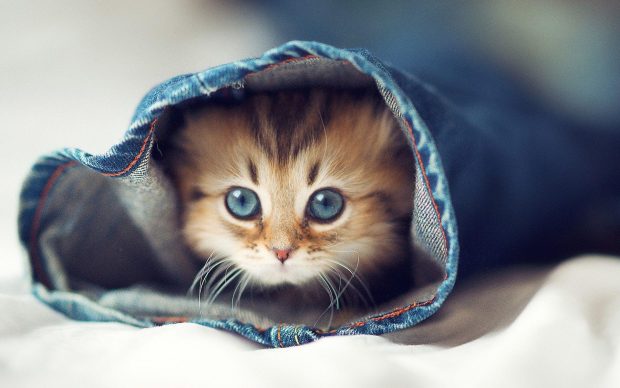 Beautiful Cute Cat Wallpaper HD.
