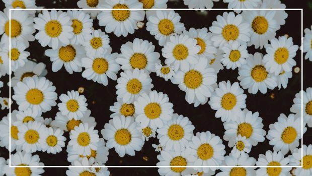 Beautiful Cute Flower Wallpaper HD Daisy.
