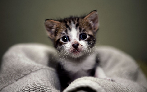 Beautiful Cute Kitten Wallpaper HD.