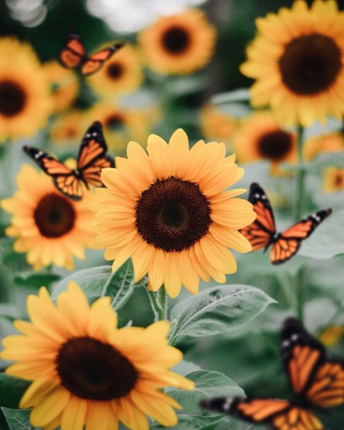 Beautiful Cute Sunflower Wallpaper.