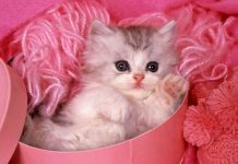 Beautiful Cute Wallpaper Cute Cat.