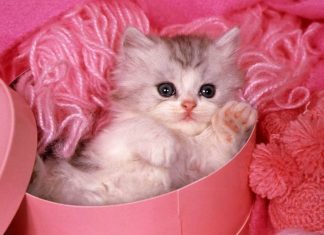 Beautiful Cute Wallpaper Cute Cat.