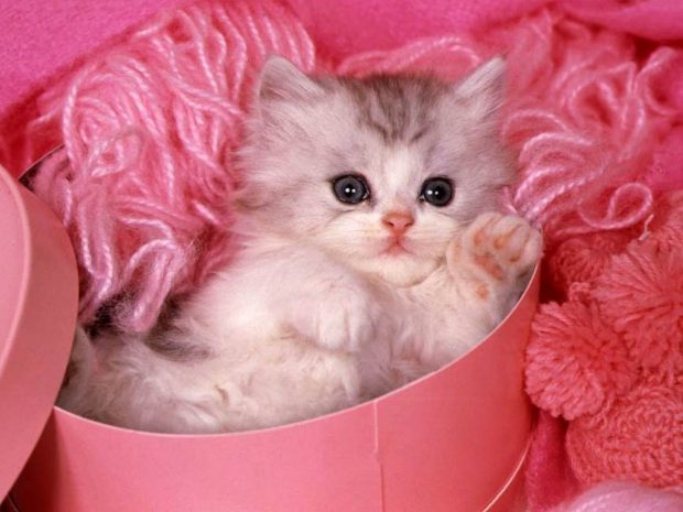 Beautiful Cute Wallpaper Cute Cat.