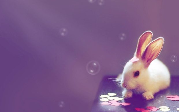 Beautiful Cute Wallpaper HD Free download Rabit.