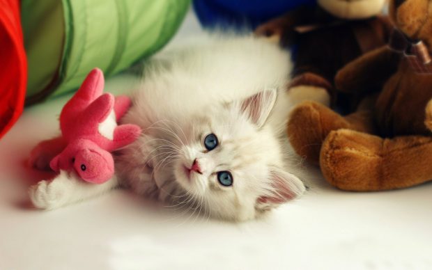 Beautiful Cute Wide Screen Wallpaper HD.