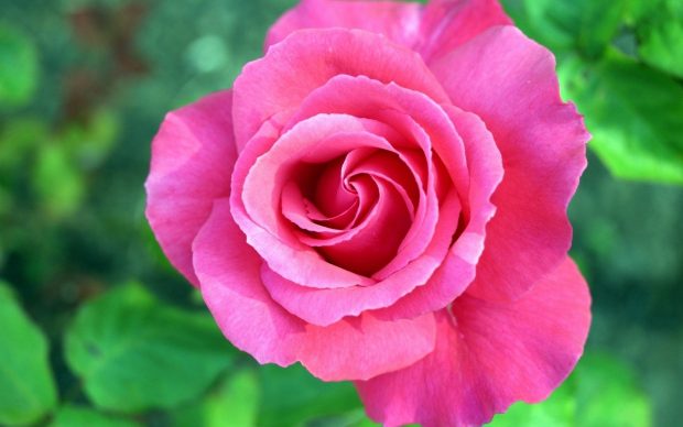 Beautiful Cute Wide Screen Wallpaper Rose.