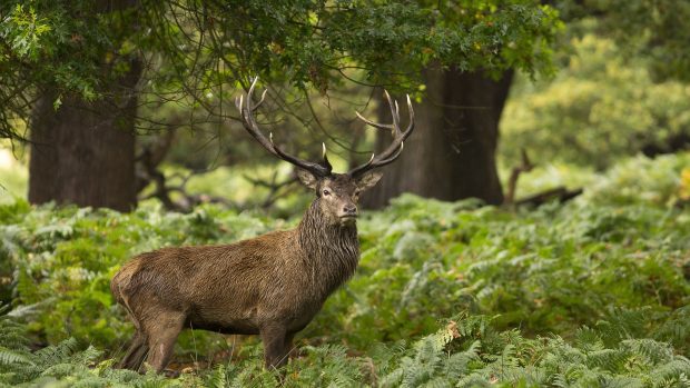 Beautiful Deer Wallpaper HD.