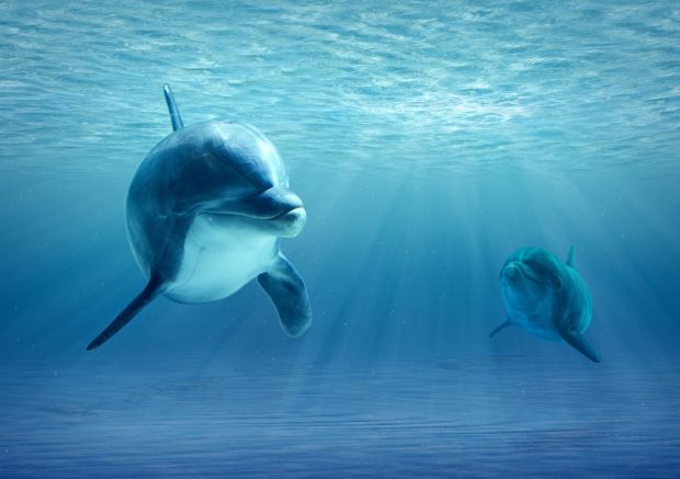 Beautiful Dolphin Wallpaper HD.