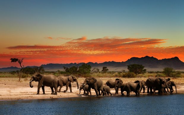 Beautiful Elephant Wallpaper HD.