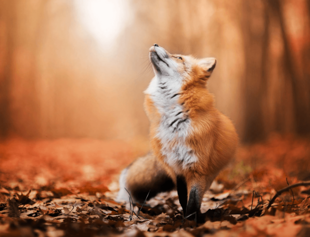Beautiful Fox Background.